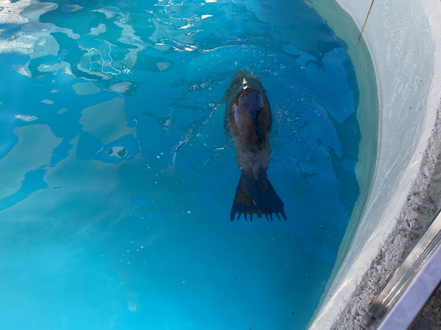 Patagonian sea lion image 3