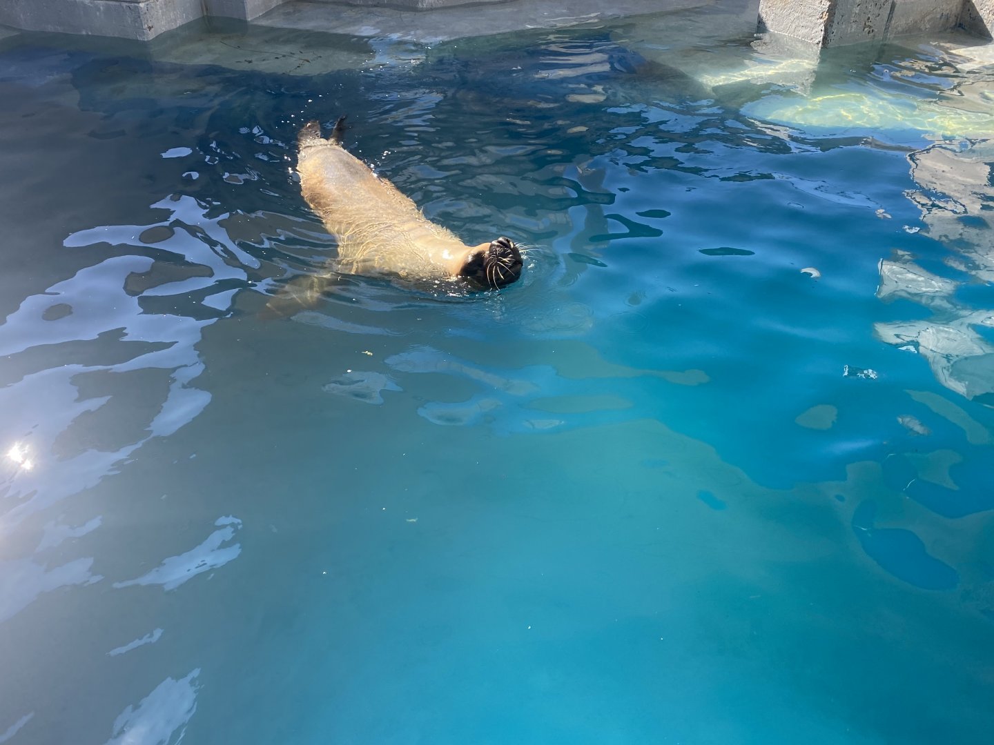 Patagonian sea lion image 4