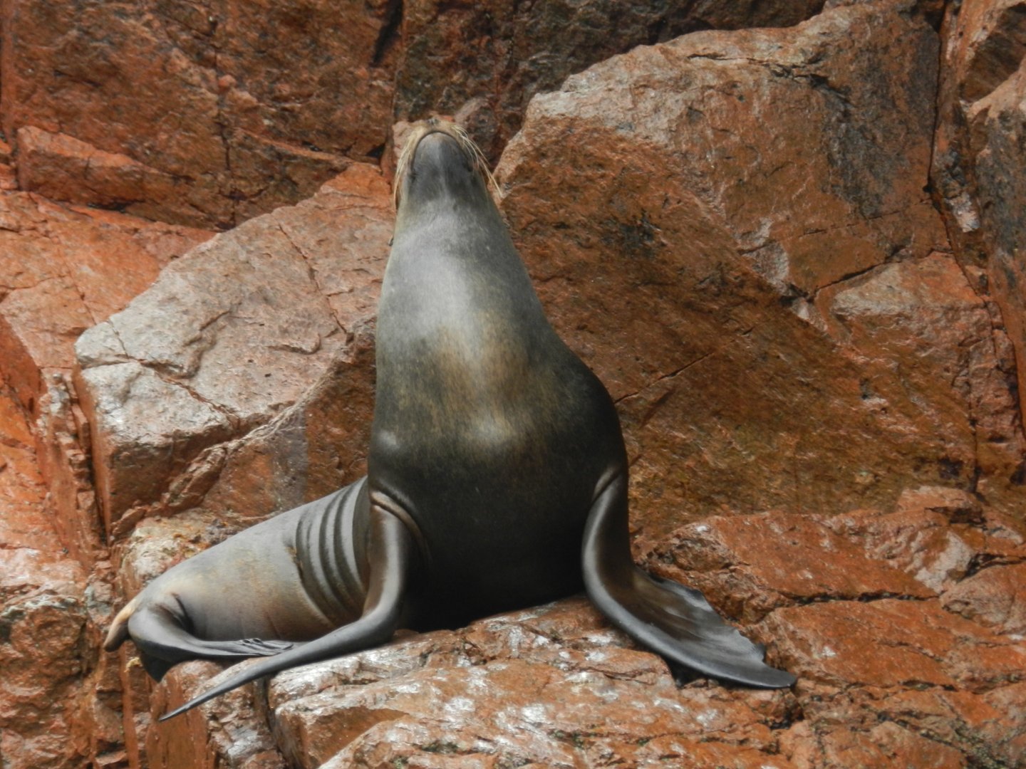 Patagonian sea lion - Islas Ballestas