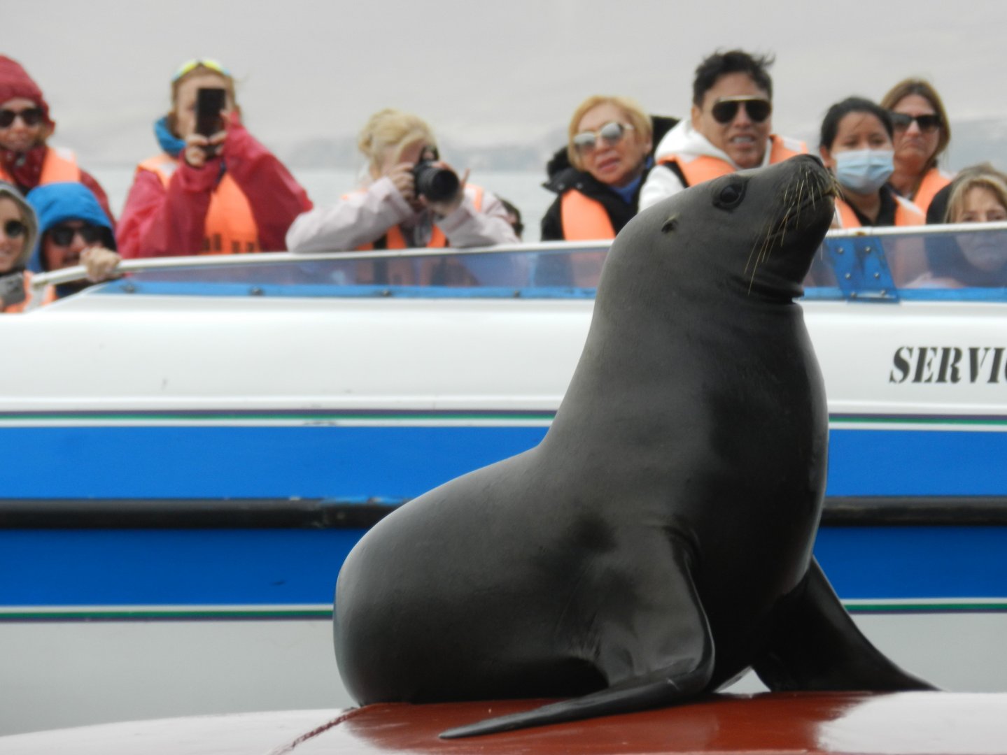 Patagonian sea lion - Islas Ballestas