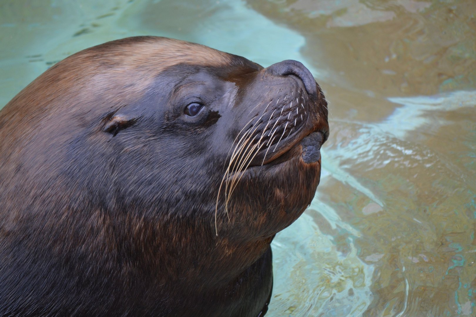 Patagonian Sea Lion - June 2016
