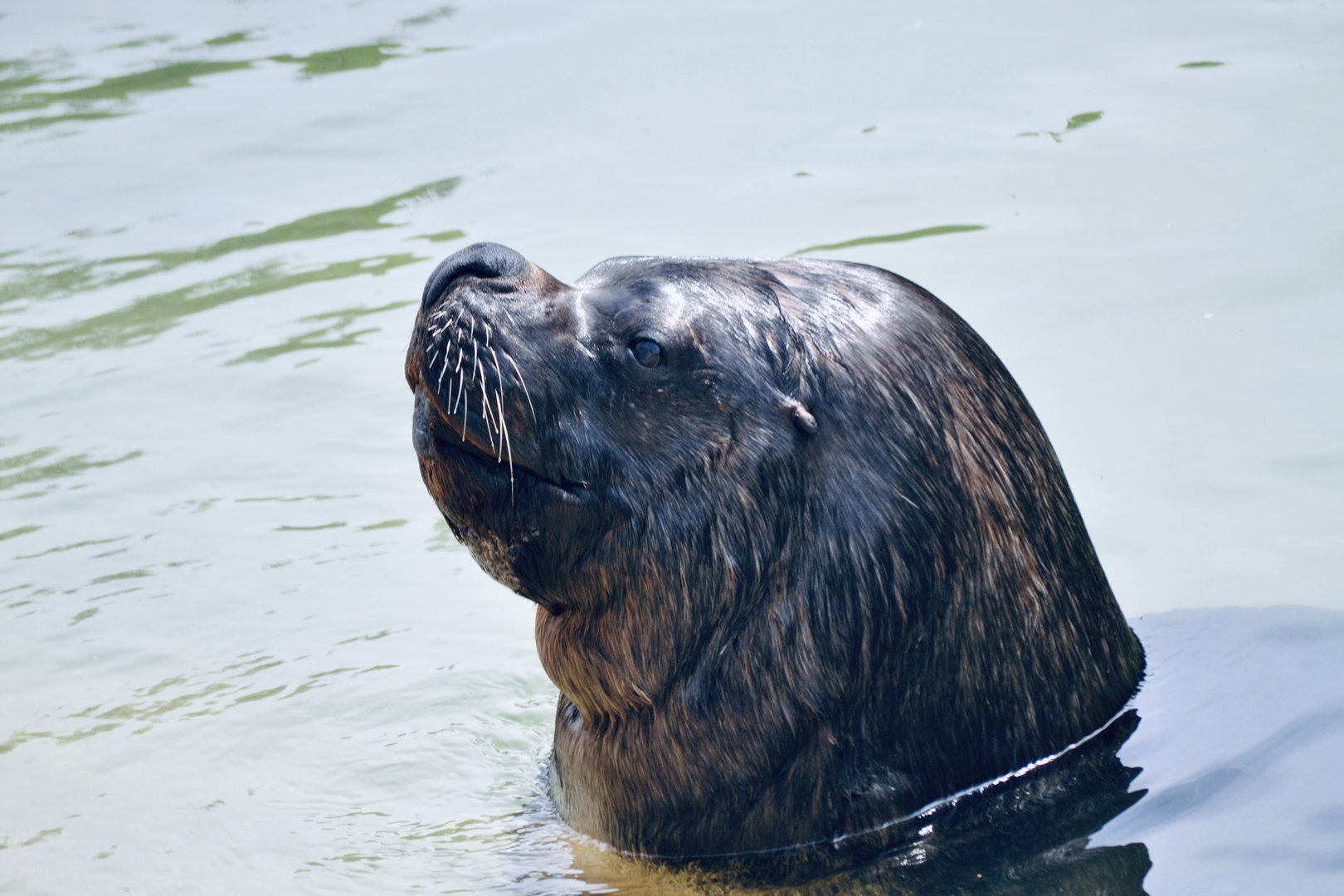 Patagonian Sea Lion - May 2023