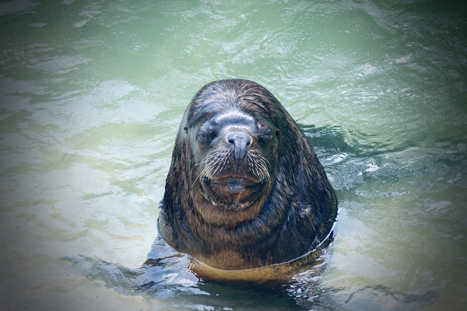 Patagonian Sea Lion - May 2023