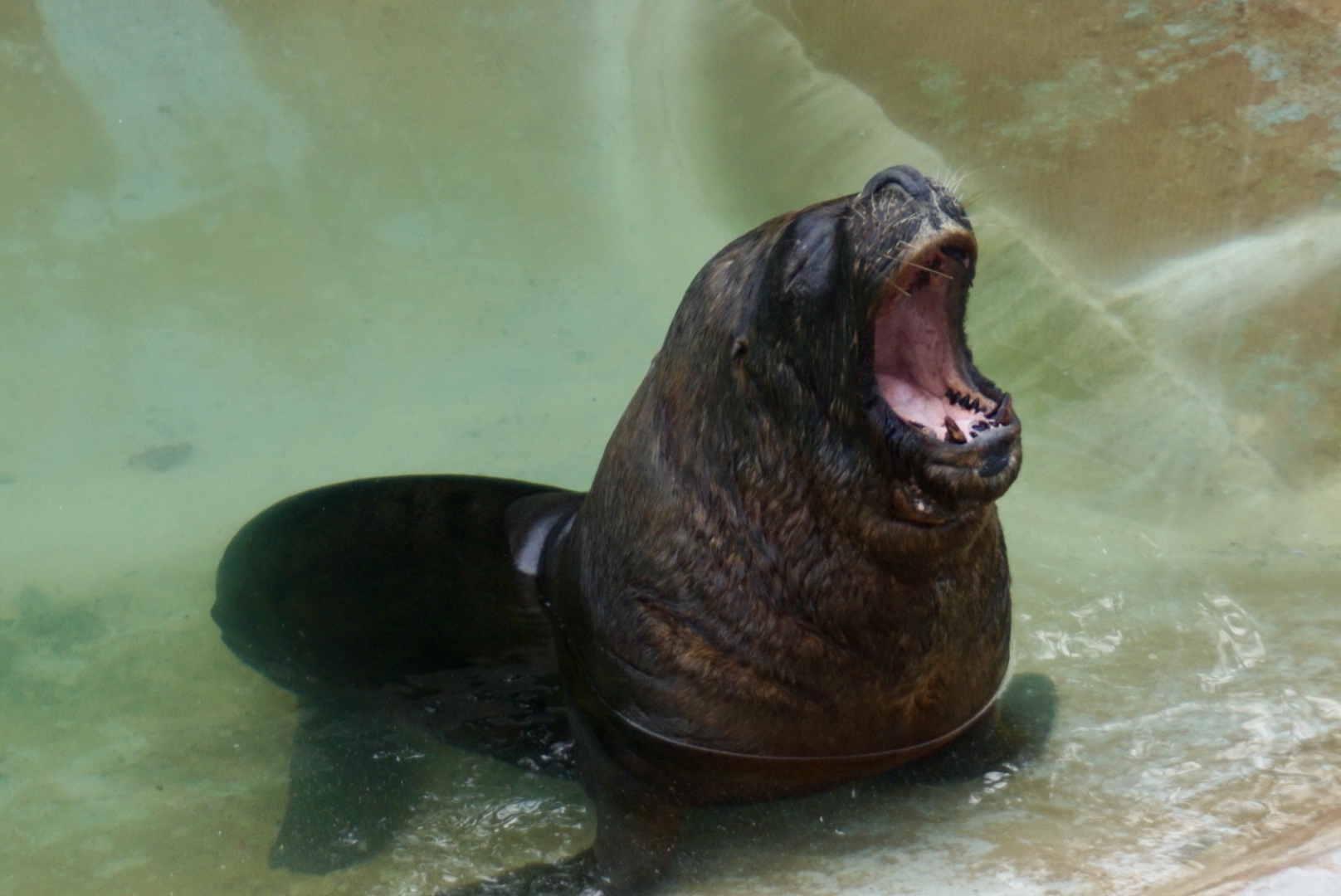 Patagonian Sea Lion (Oba)