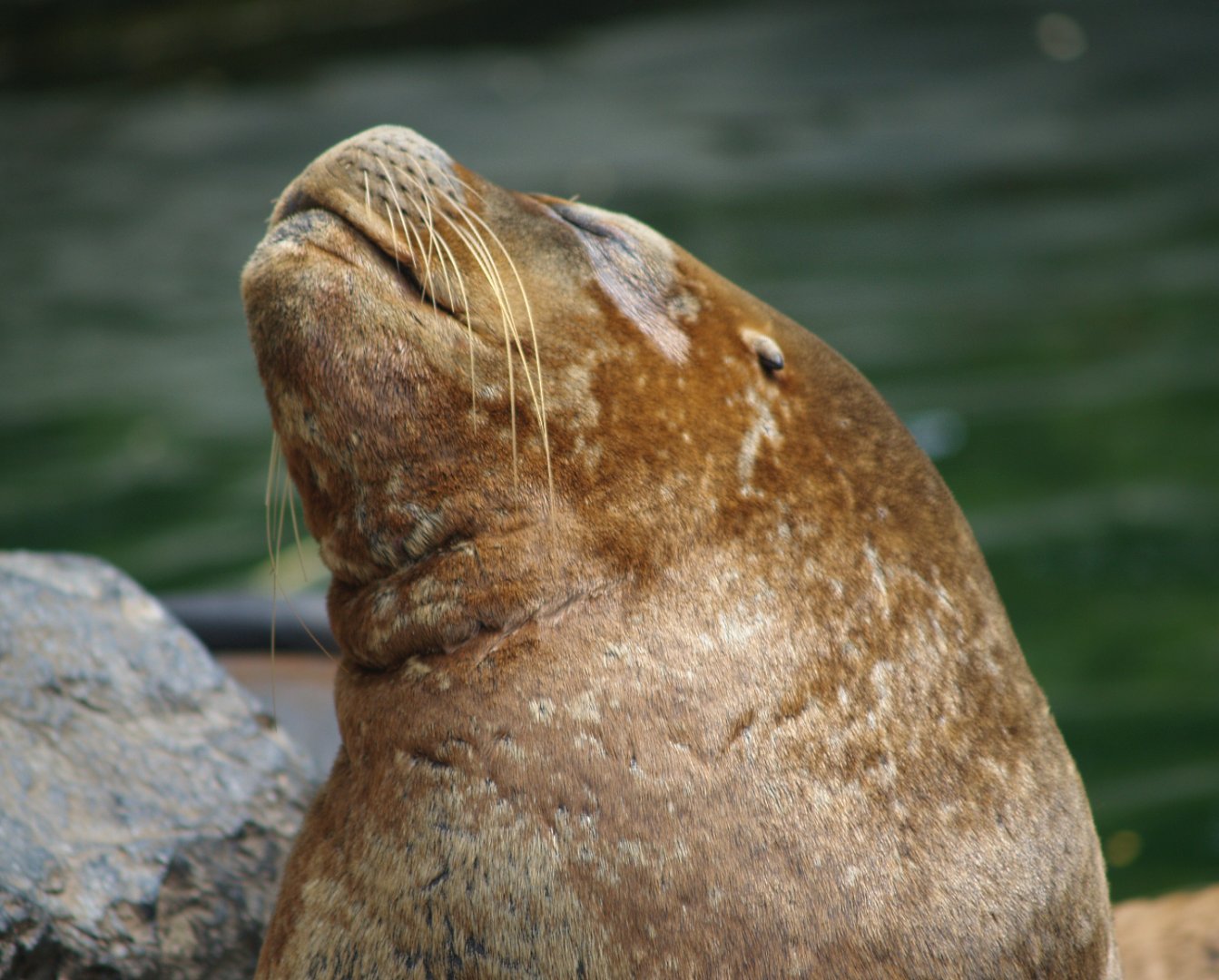 Patagonian sea lion or South American sea lion (Otaria flavescens), 2006-07-08