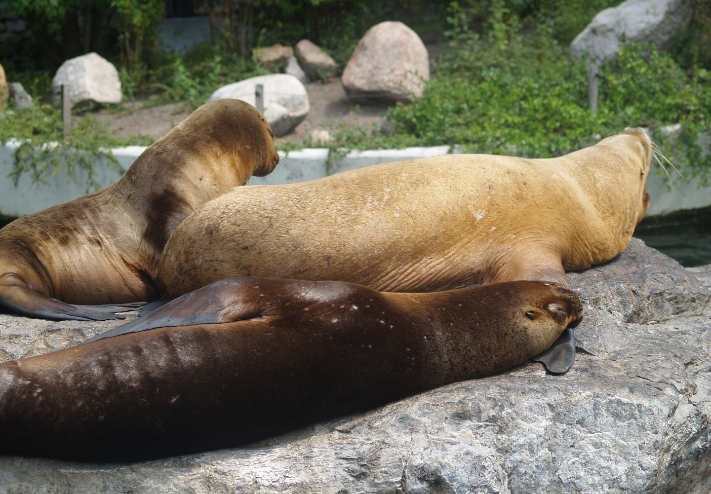 Patagonian sea lion or South American sea lion (Otaria flavescens), 2006-07-08