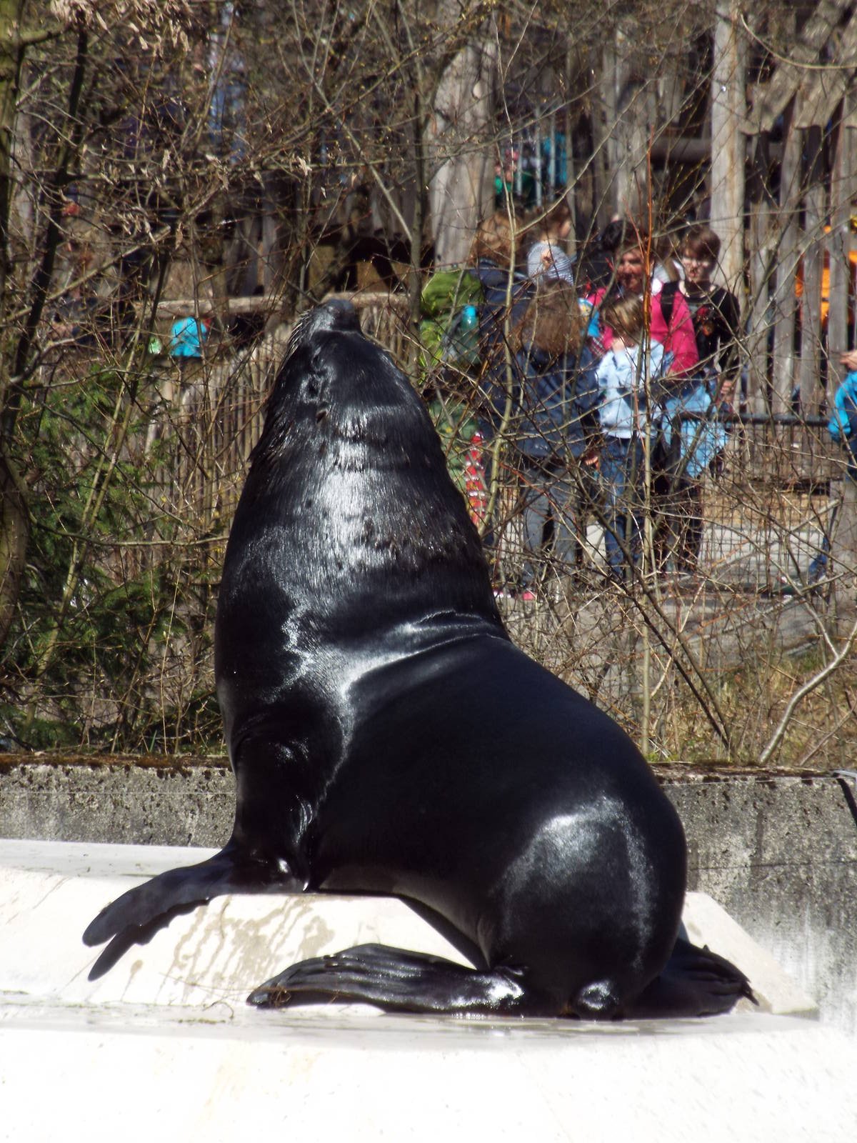 Patagonian Sea Lion (Otaria byronia) at Tierpark Hellabrunn - April 9th 201