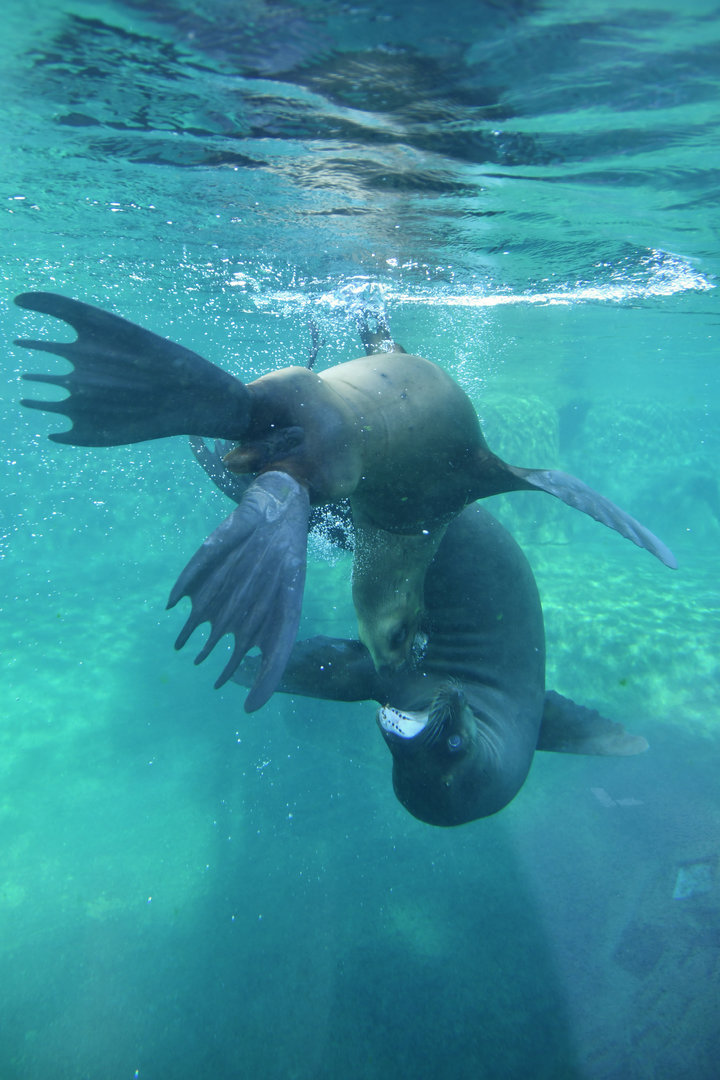 Patagonian sea lion (Otaria byronia)