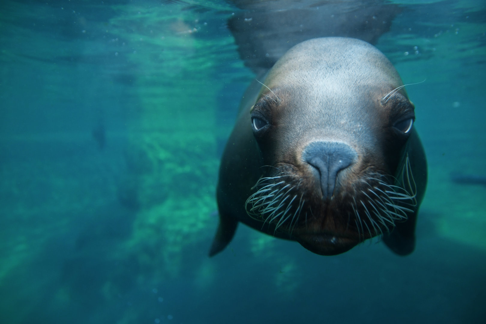 Patagonian sea lion (Otaria byronia)