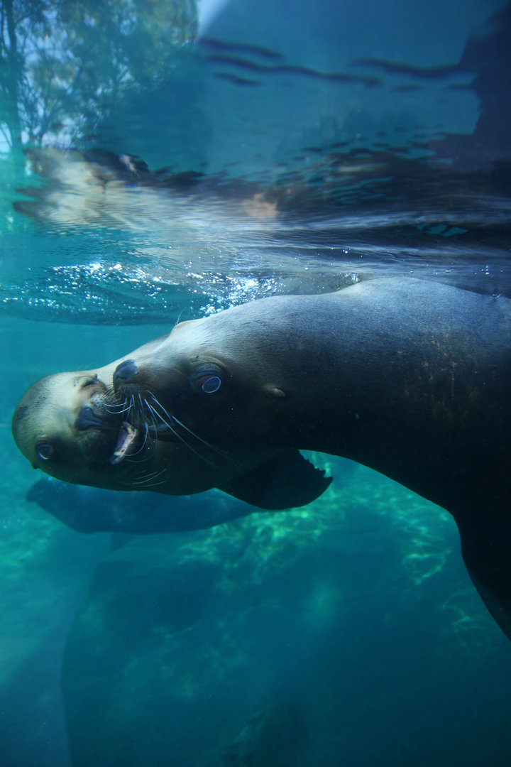 Patagonian sea lion (Otaria byronia)