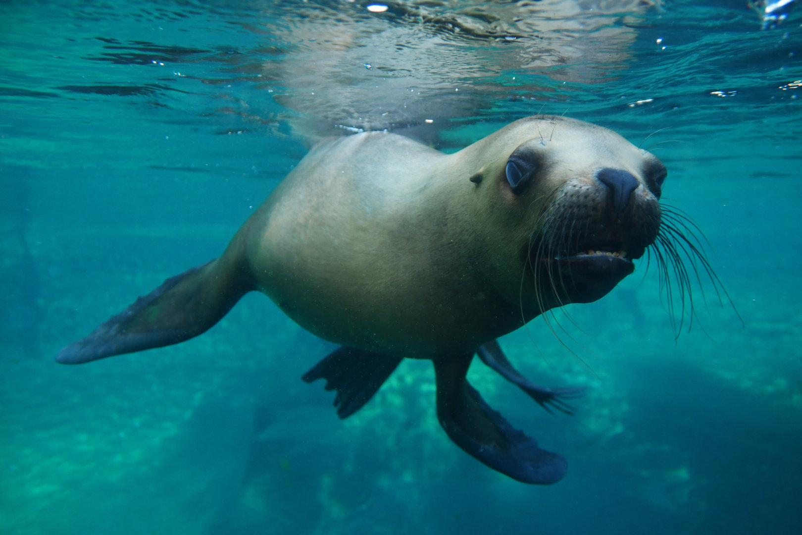 Patagonian sea lion (Otaria byronia)
