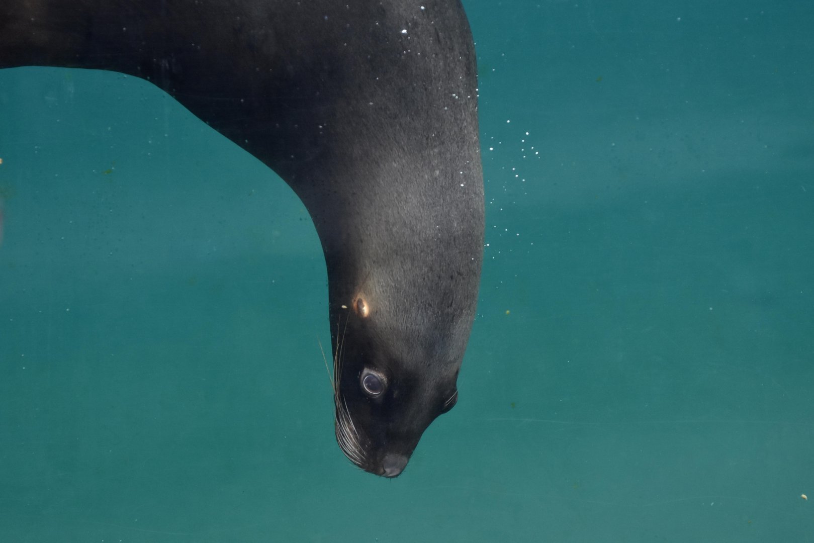Patagonian sea lion (Otaria flavescens)