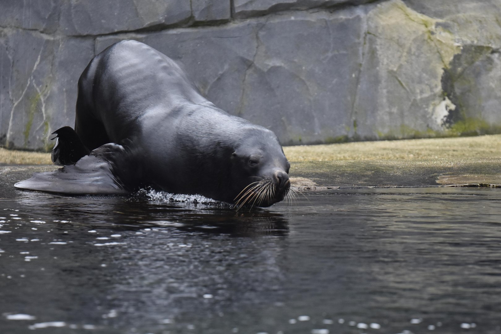 Patagonian sea lion (Otaria flavescens)