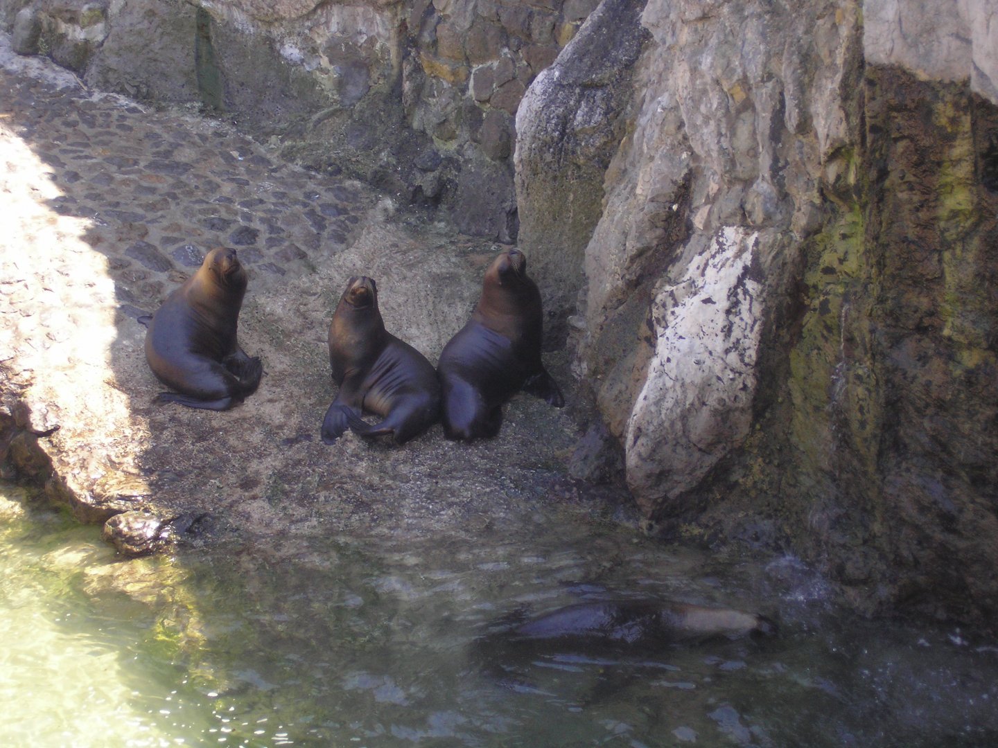 Patagonian sea lion -Parque de la Magdalena (2007)