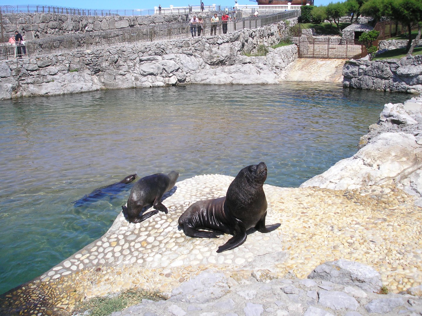 Patagonian sea lion -Parque de la Magdalena (2007)