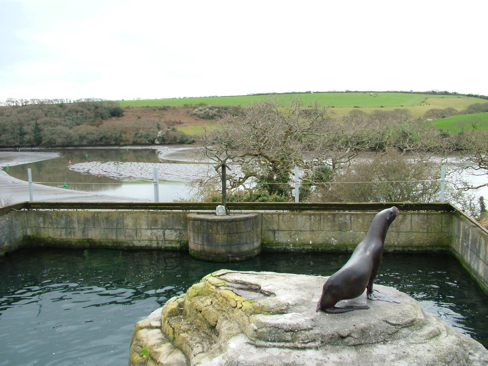 Patagonian Sea Lion Pool at the National Seal Sanctuary 11/04/09