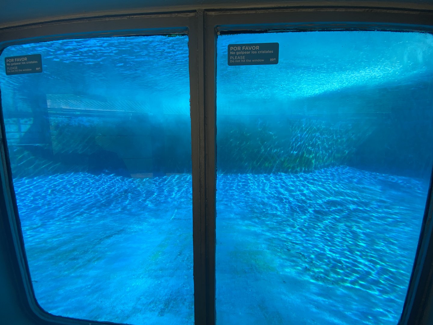 Patagonian sea lion pool