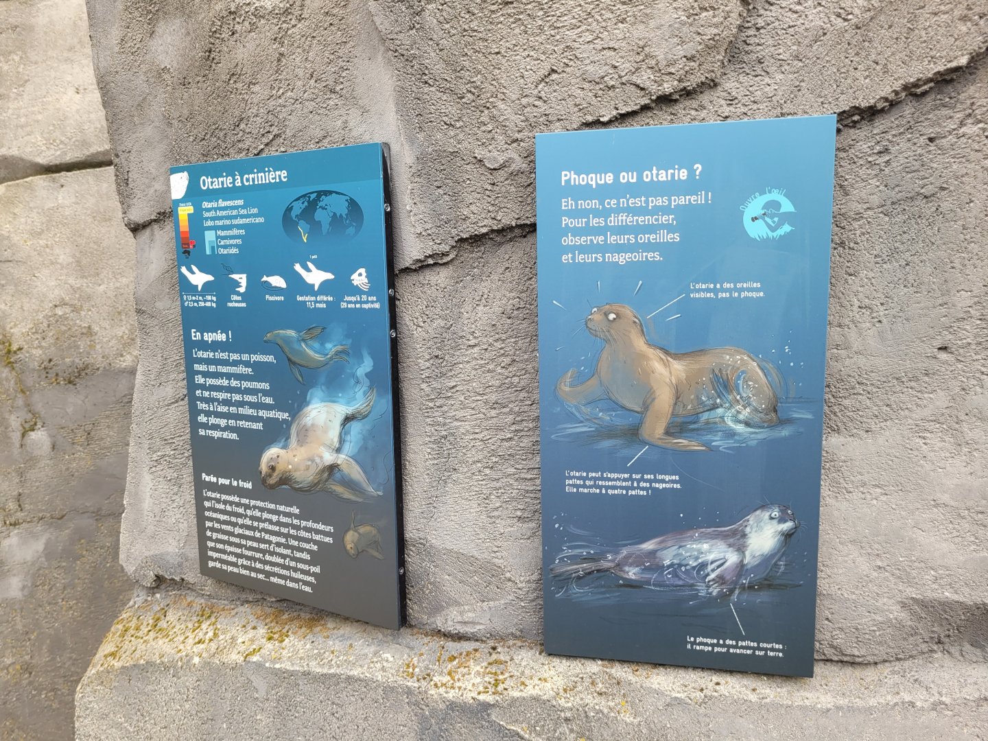 Patagonian sea lion signs -Parc Zoologique de Paris (2022)