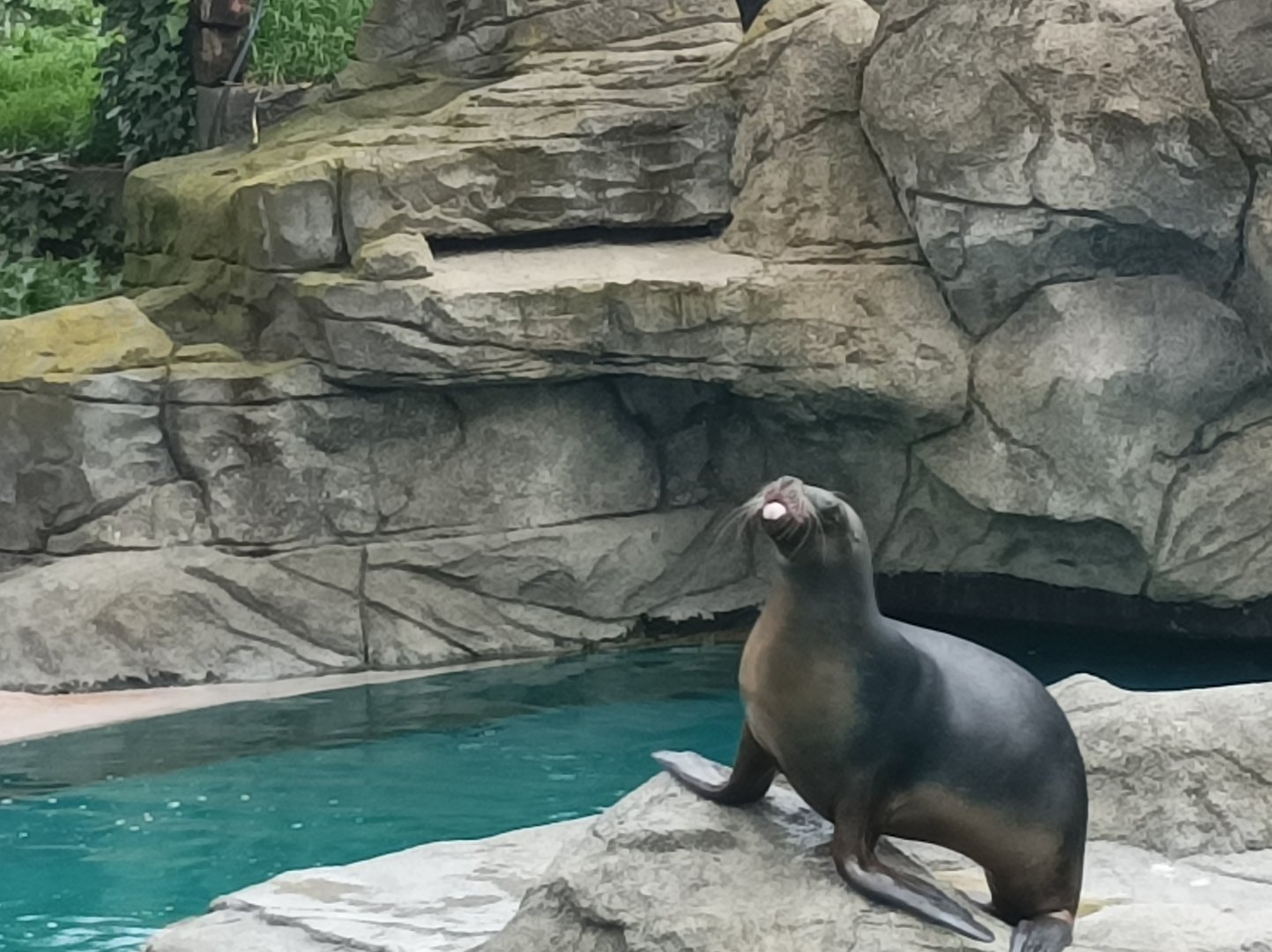 Patagonian sea lion sticking it's tongue out!
