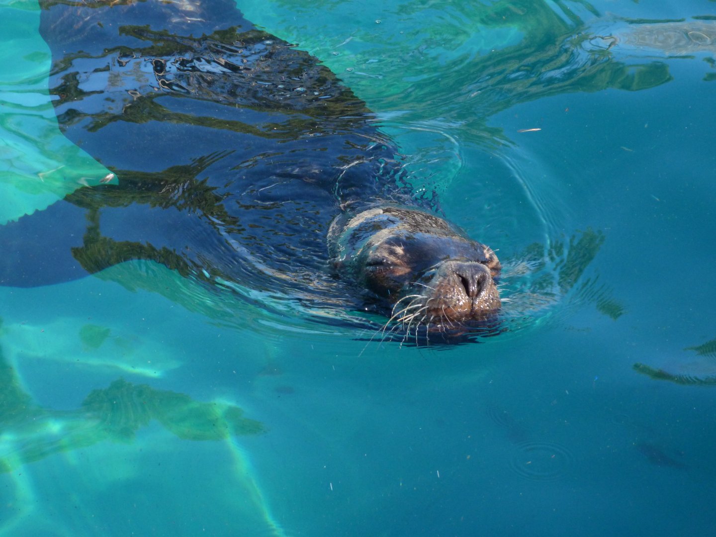 Patagonian sea lion -Zoo Aquarium de Madrid (2025)