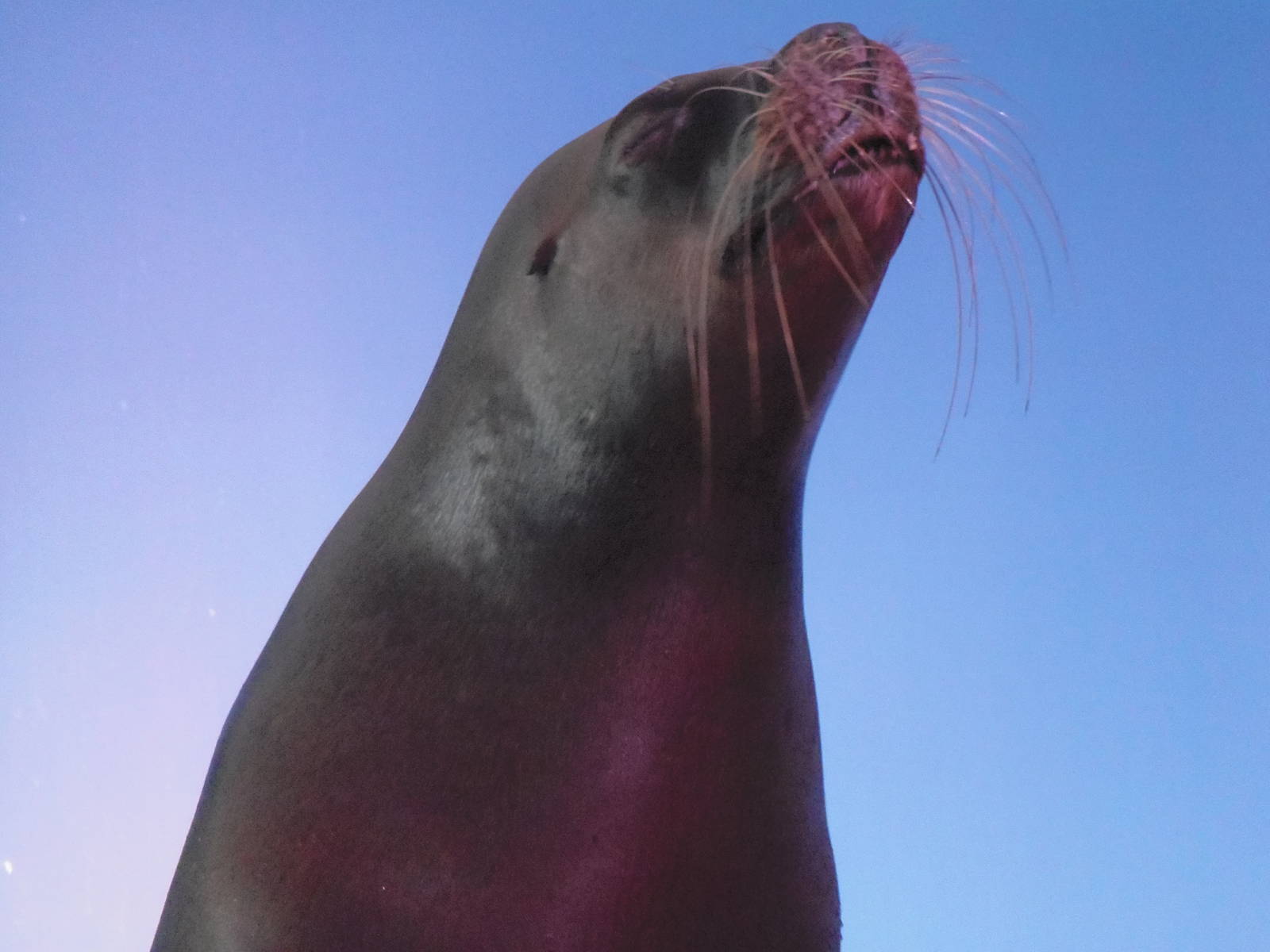 Patagonian Sea Lion