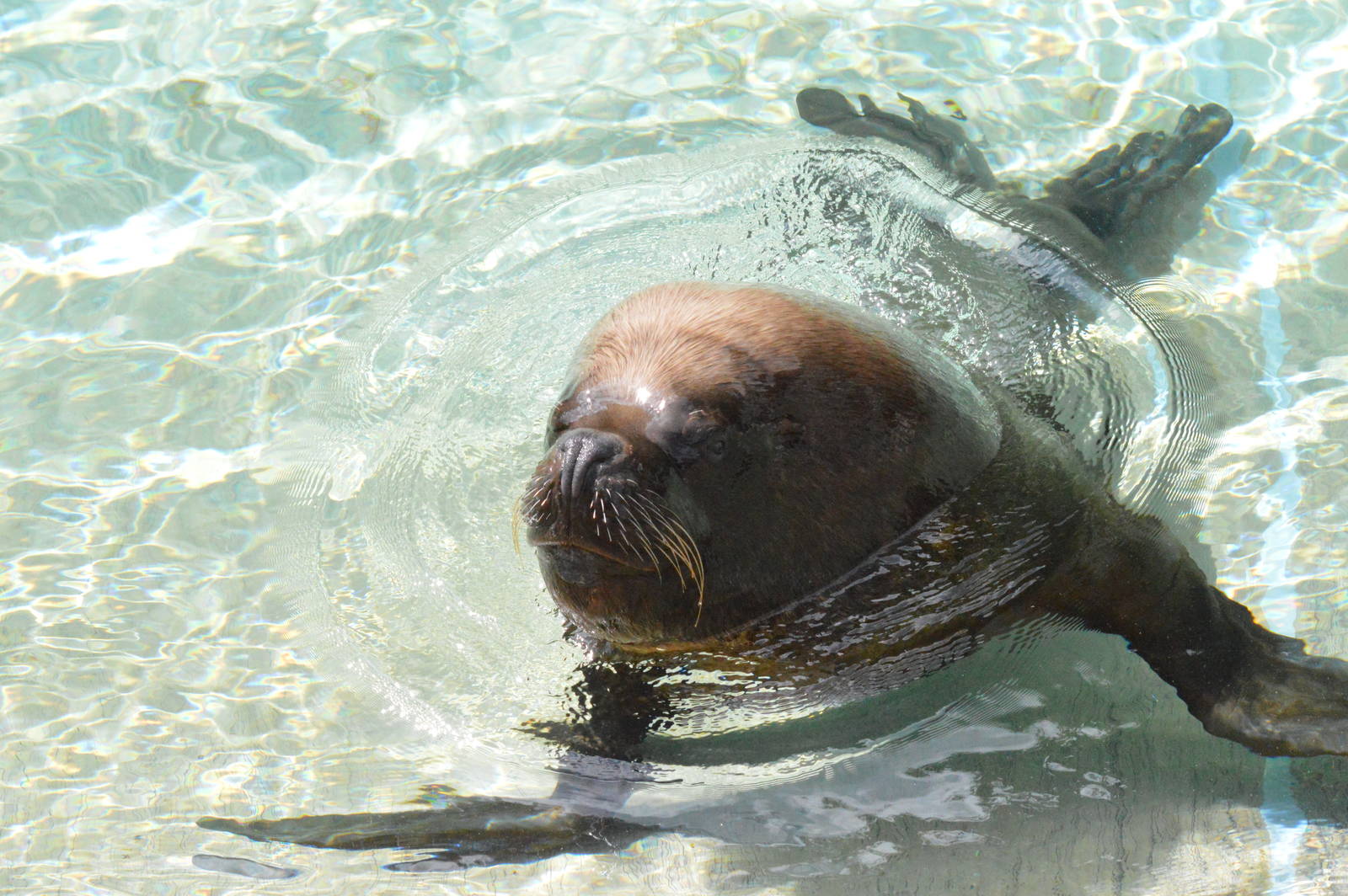 Patagonian sea lion