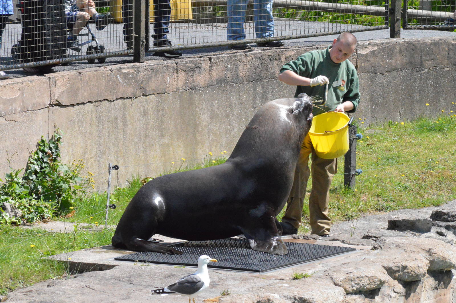 Patagonian sea lion