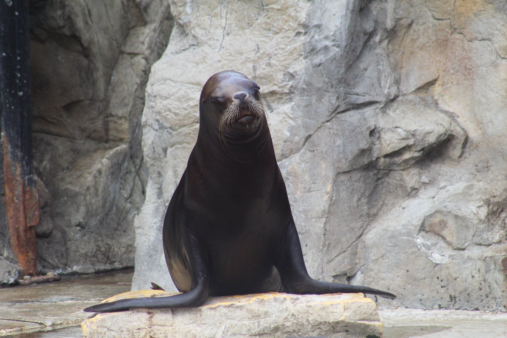 Patagonian Sea Lion