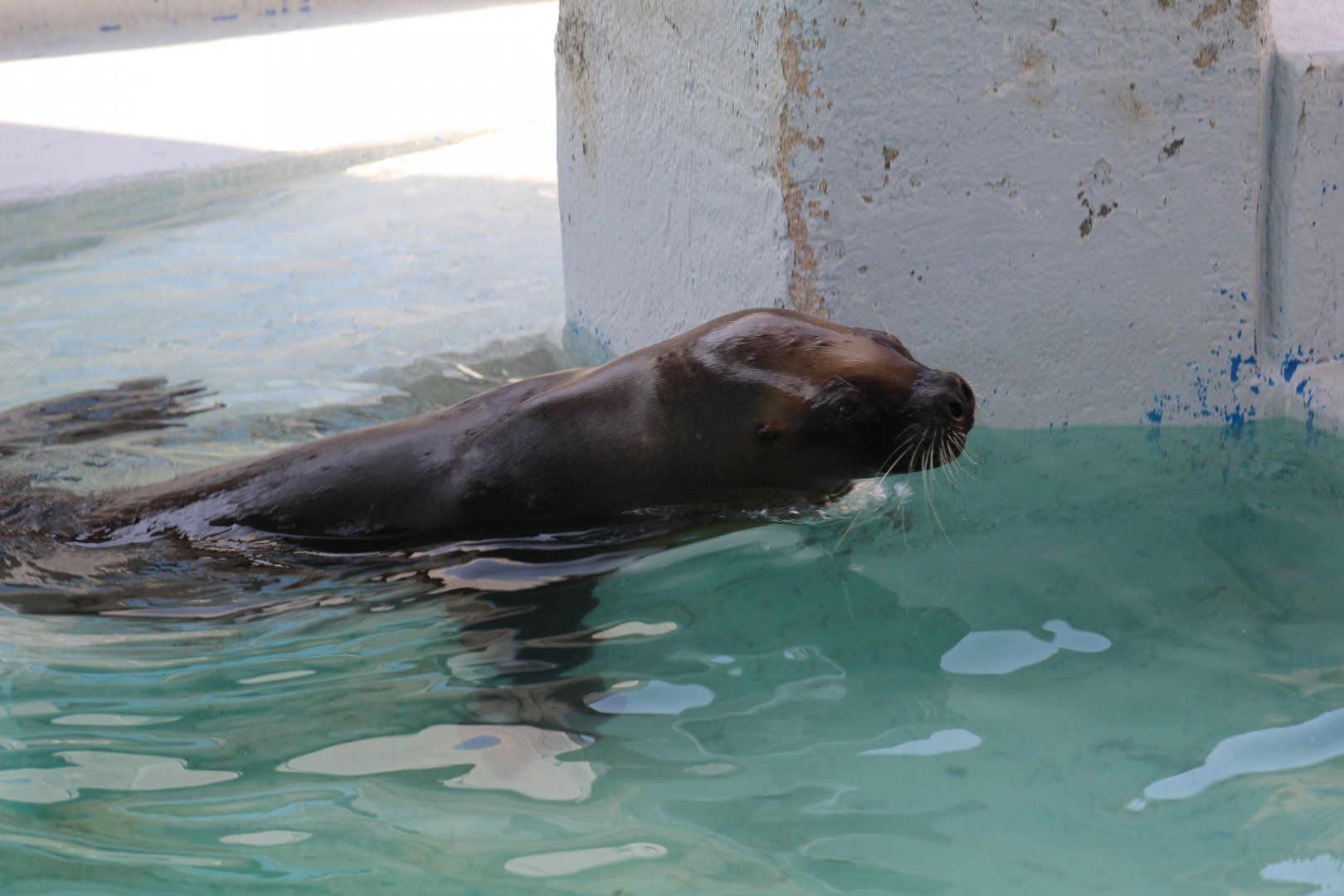 Patagonian Sea Lion