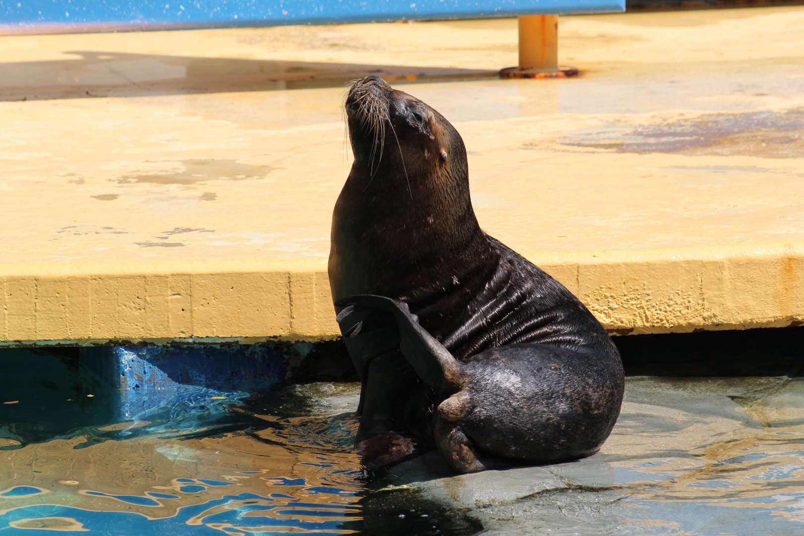 Patagonian Sea Lion