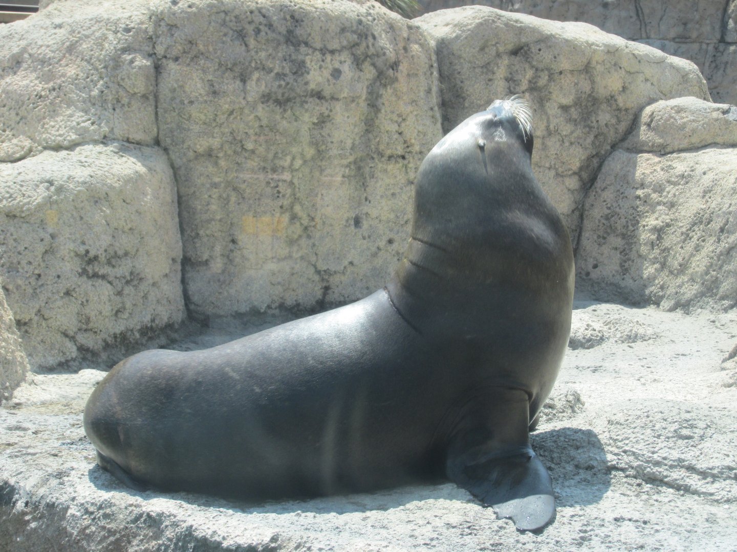 patagonian sea lion