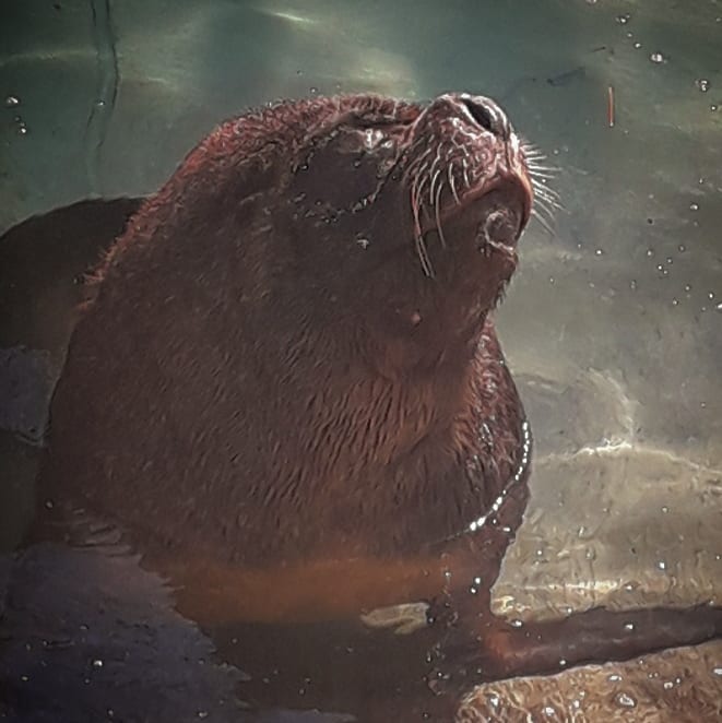 Patagonian Sea Lion