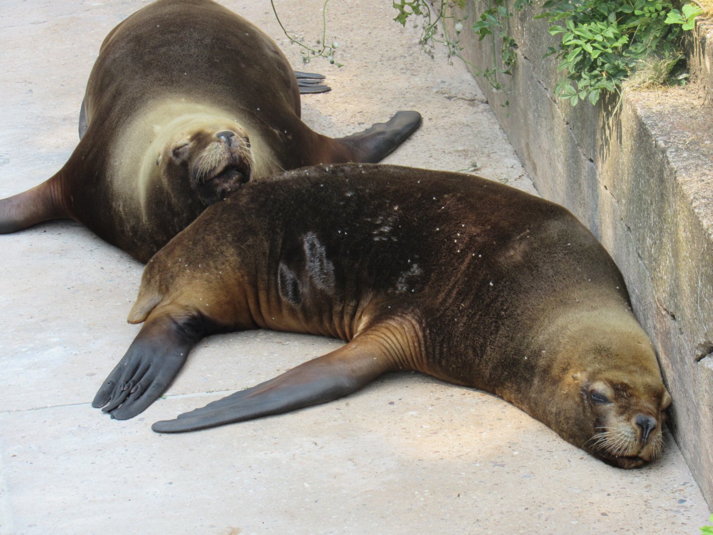 Patagonian Sea Lion