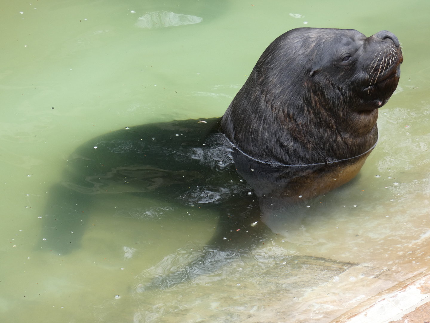 Patagonian sea lion