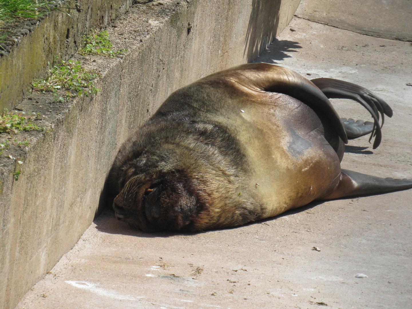 Patagonian Sea Lion