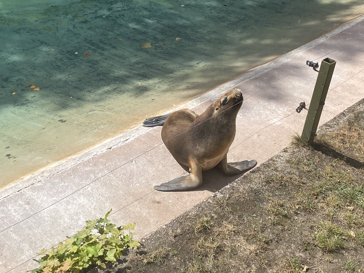 Patagonian sea lion