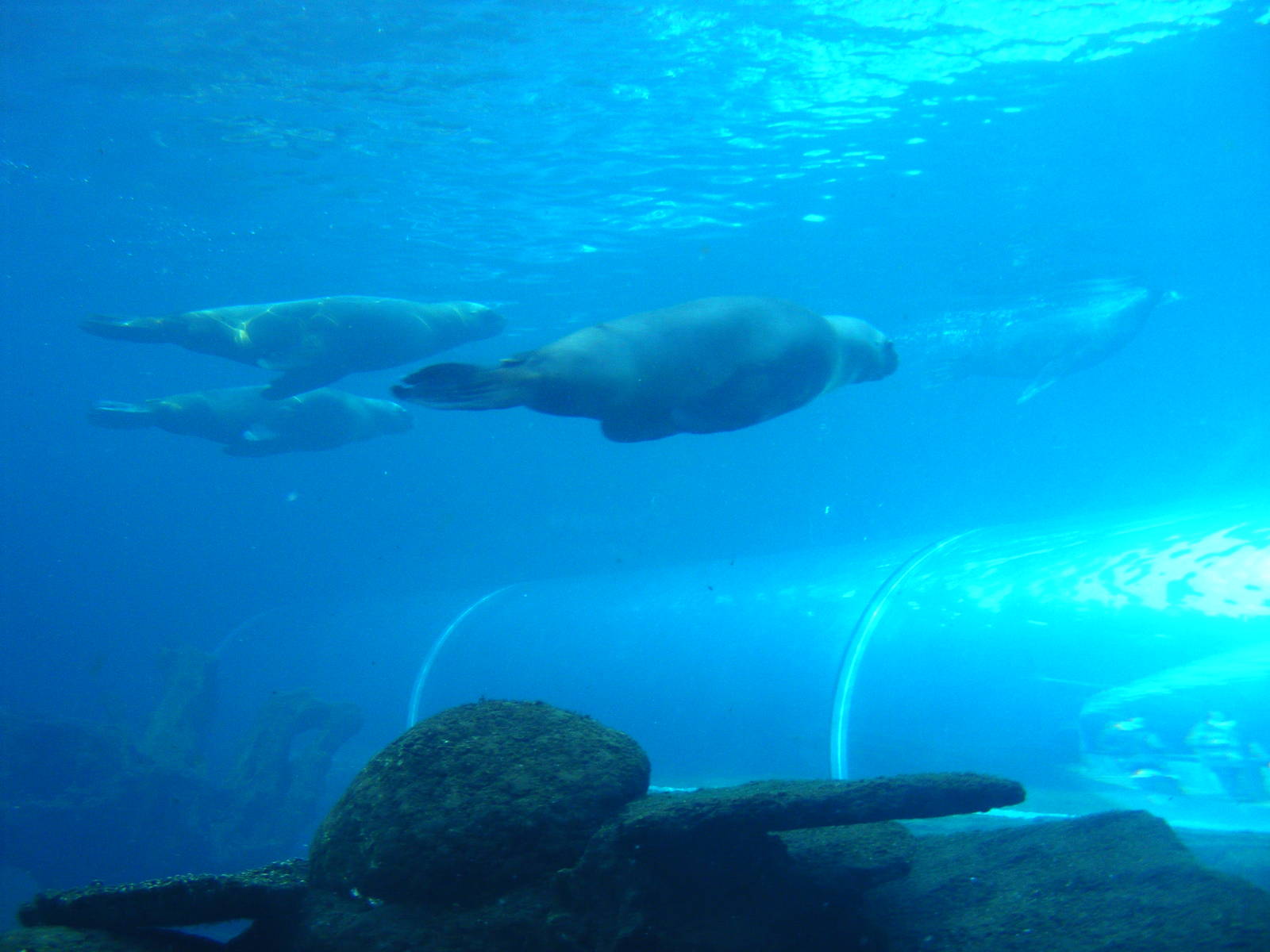 Patagonian sea lions about to swim above the tunnel at Colchester Zoo, 13 F