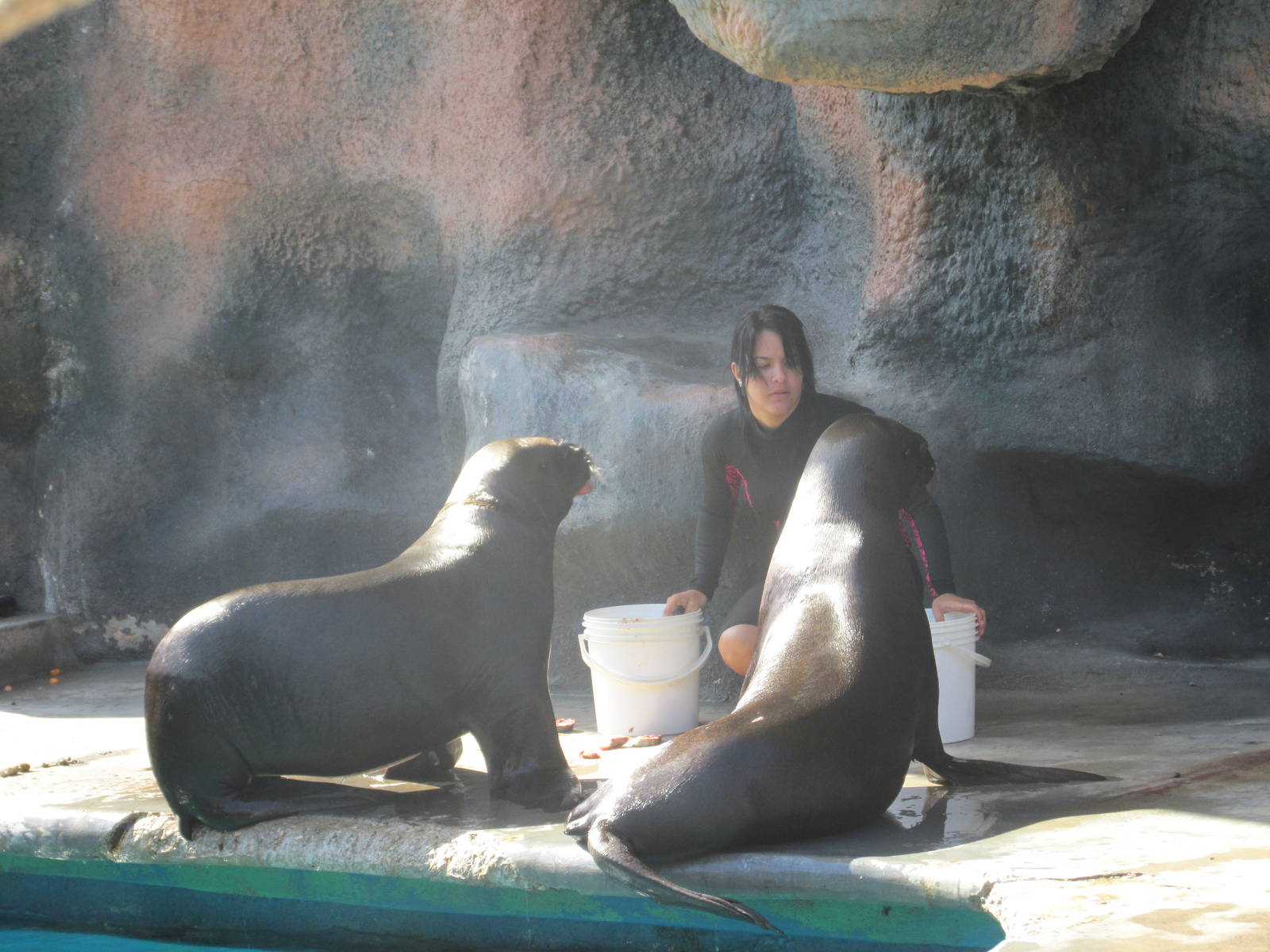 patagonian sea lions acuario nacional