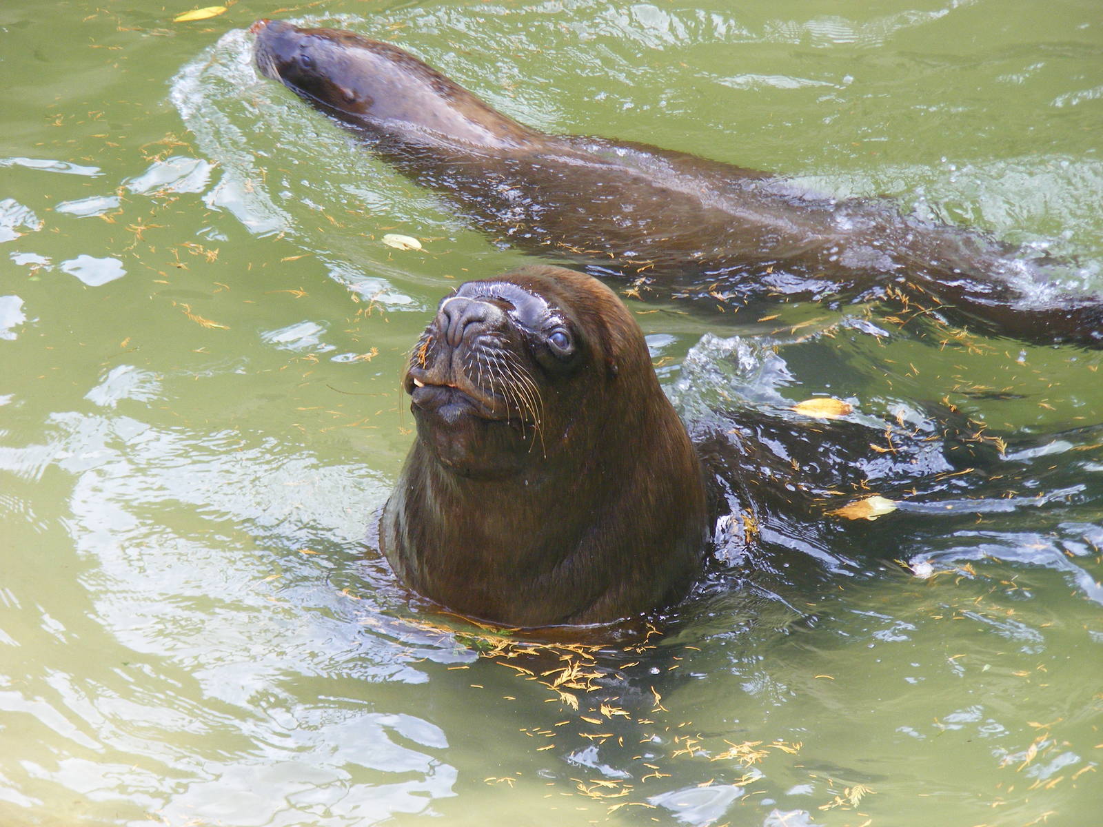Patagonian sea lions at Dudley Zoo, 28 August 2010