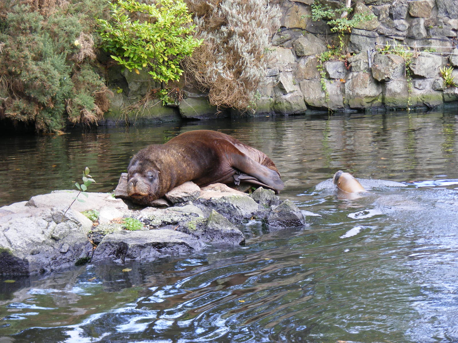 Patagonian sea lions at Edinburgh Zoo, 2 October 2010