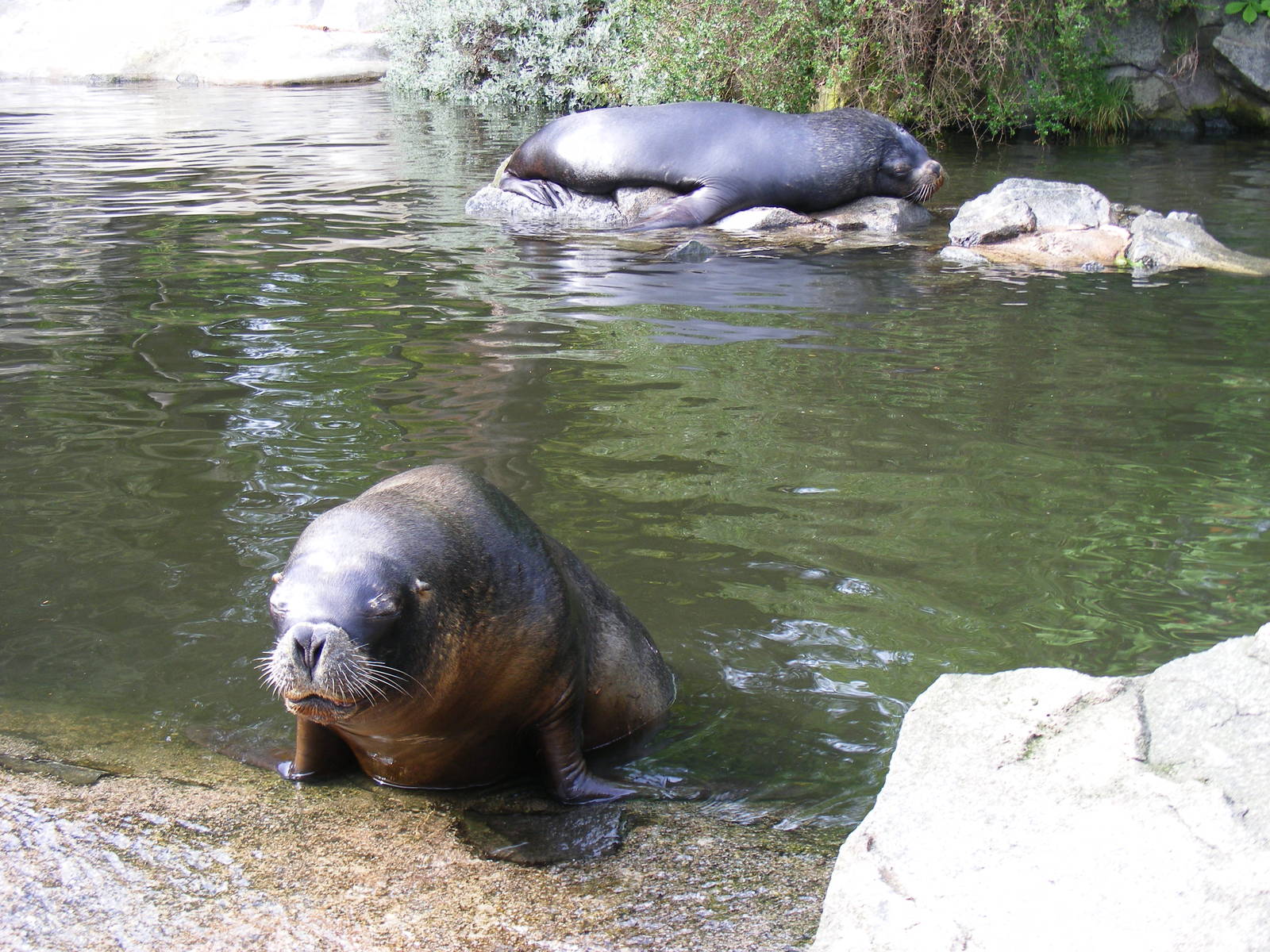 Patagonian sea lions at Edinburgh Zoo, 21 May 2010