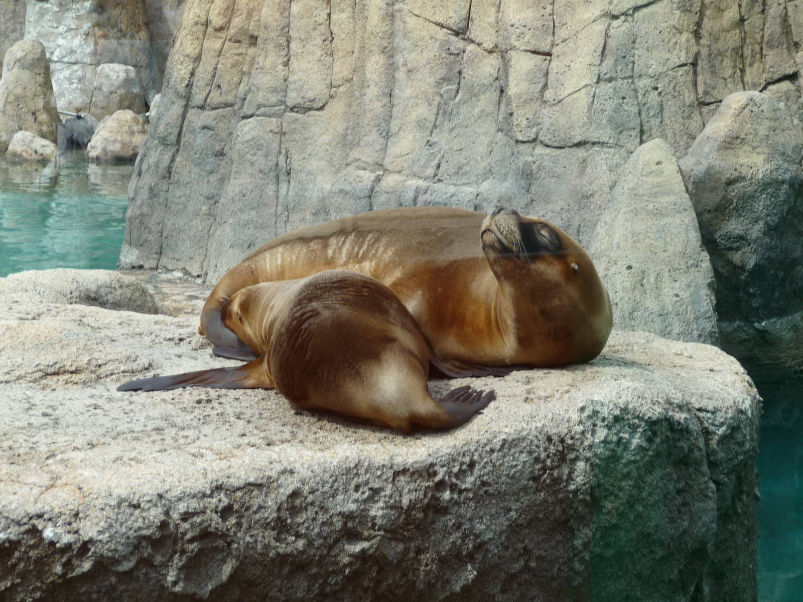 patagonian sea lions san juan de aragon zoo