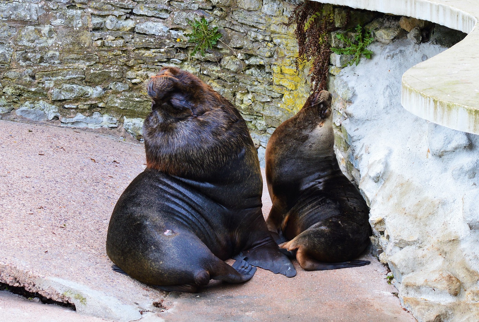 Patagonian sea lions