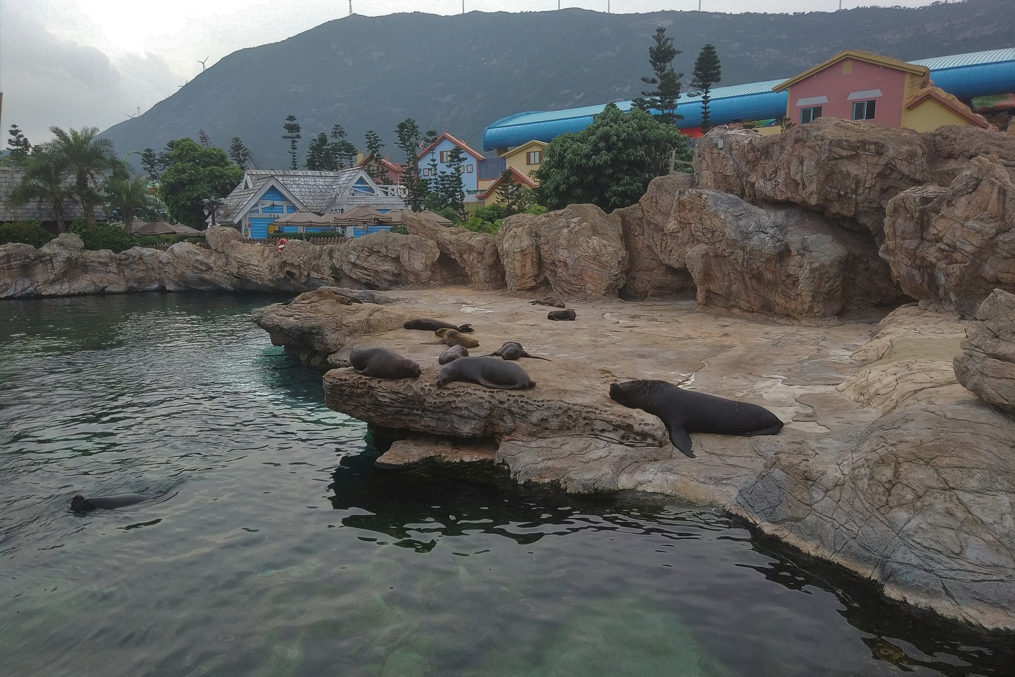Patagonian Sea Lions