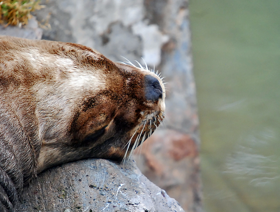 patagonian seal lion