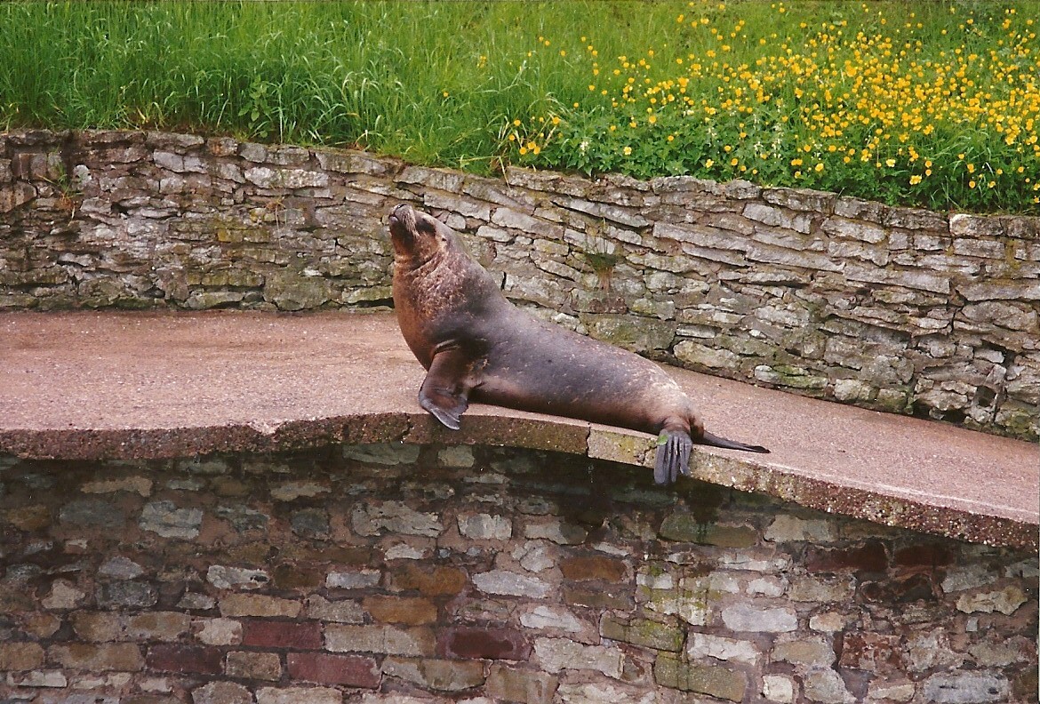 Patagonian Sealion 4th June 1994