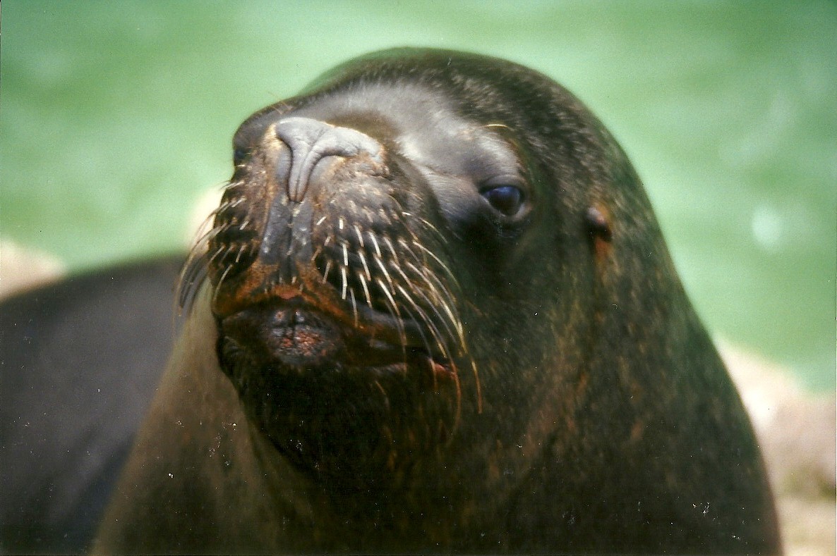Patagonian Sealion 6th April 1998