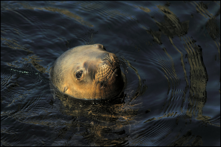 Patagonian sealion at Bremerhaven