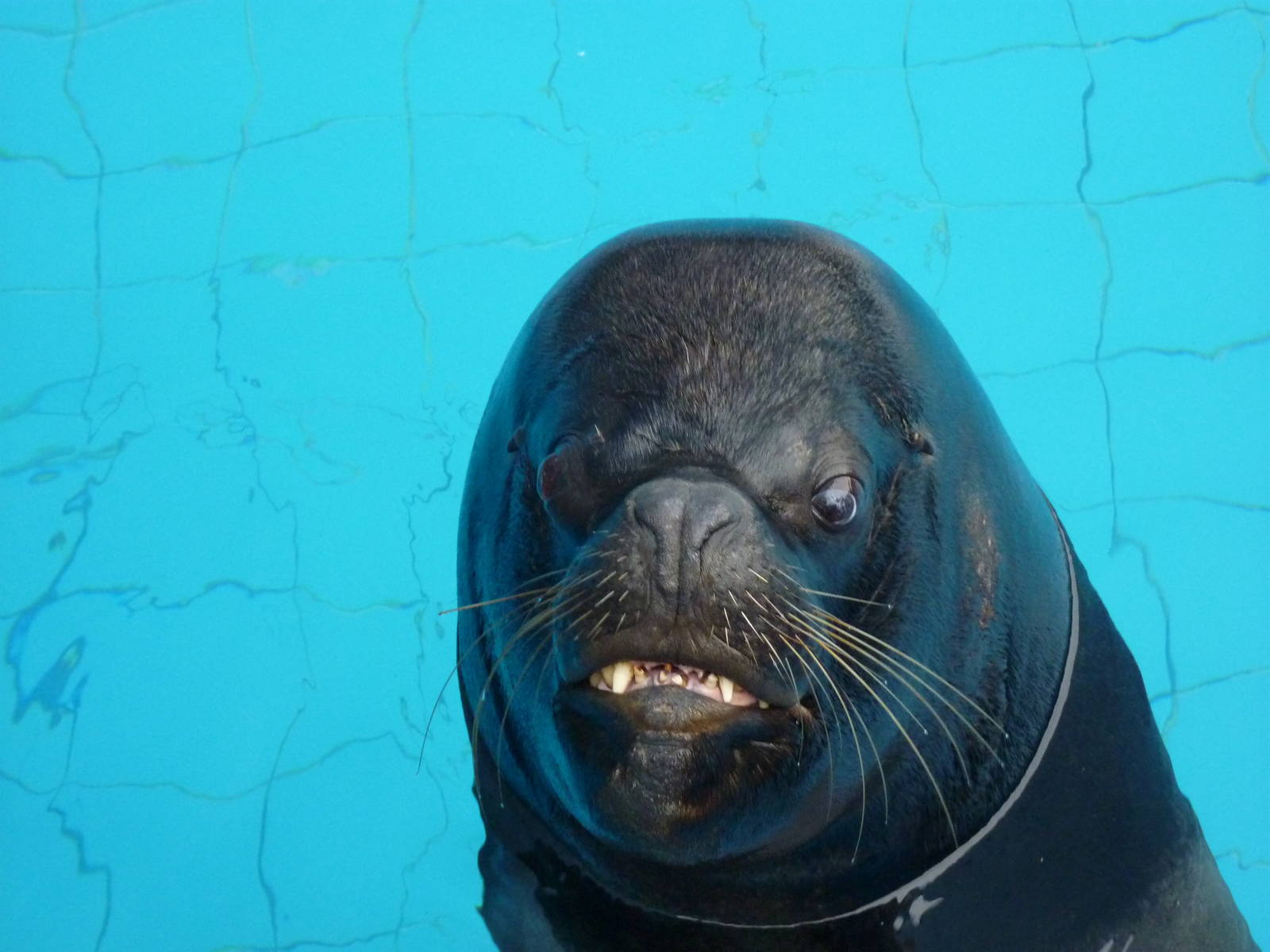 Patagonian Sealion bull