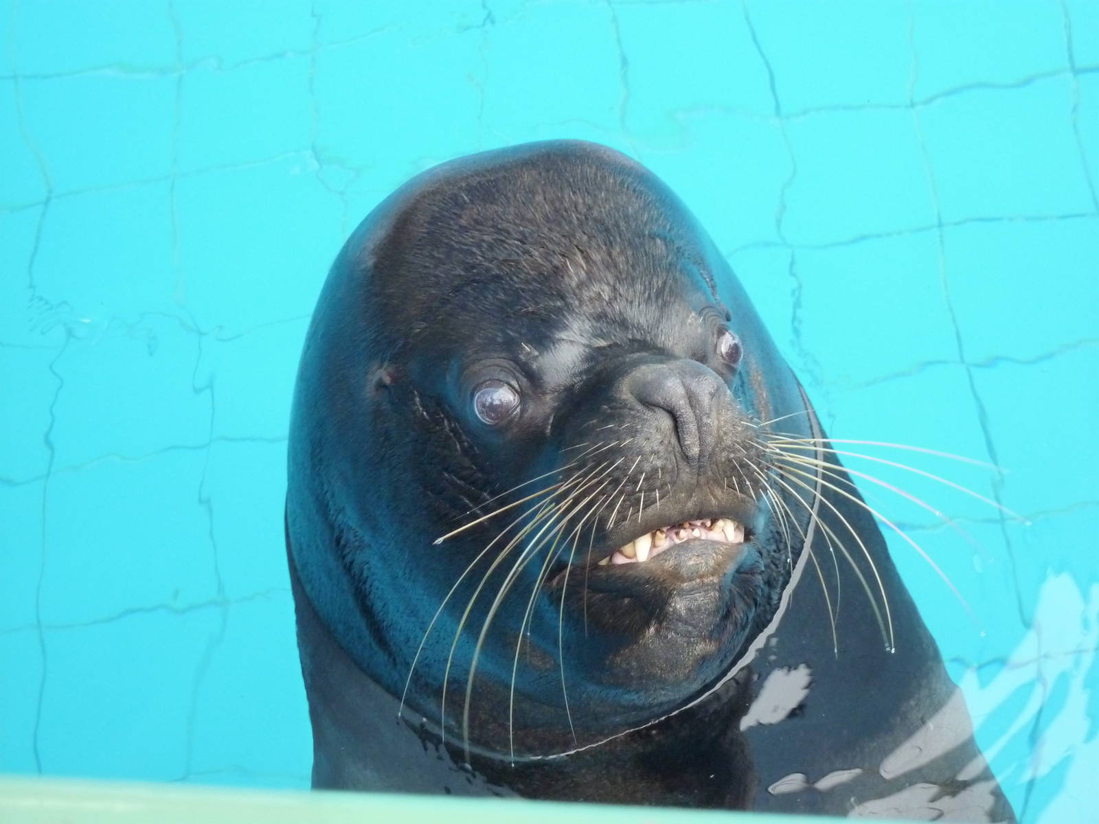 Patagonian Sealion bull